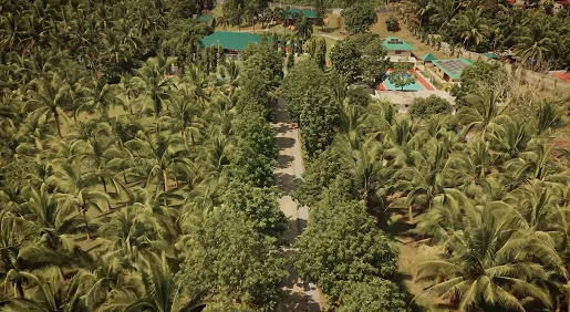 Coconut Field